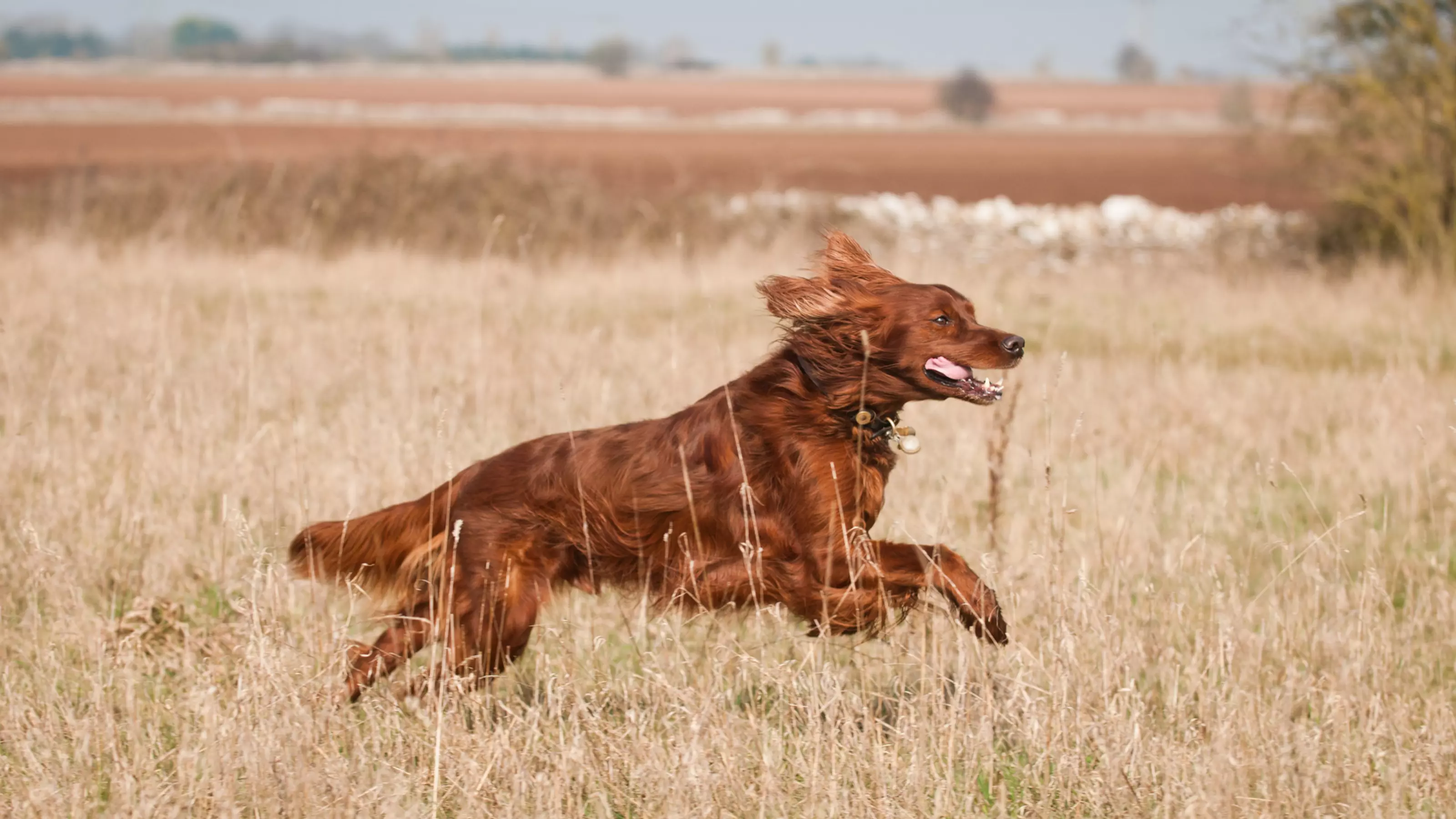 Natural flea treatment for dogs uk best sale